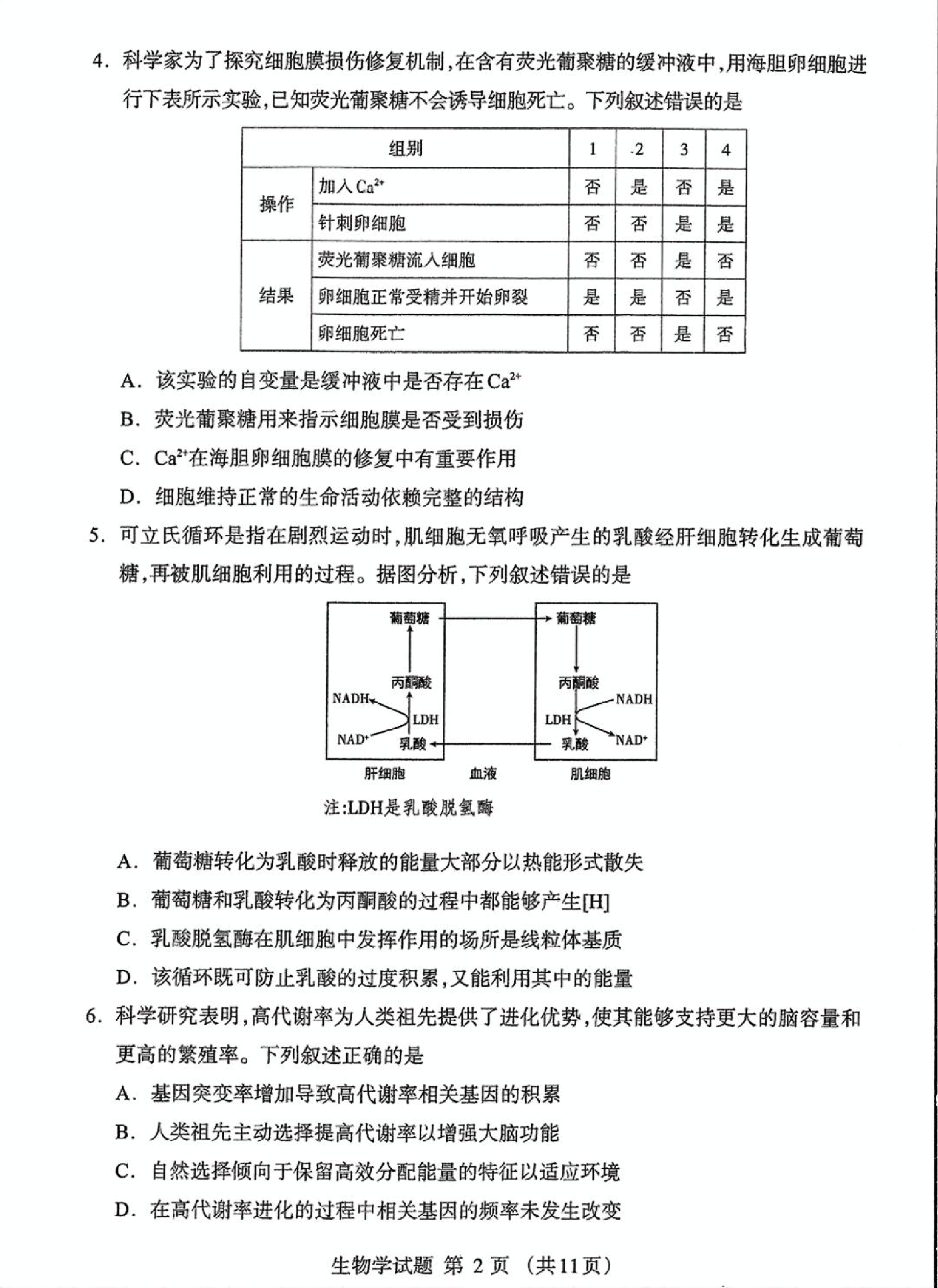 内蒙古自治区呼和浩特市2025届高三第一次模拟考试生物.pdf 第2页