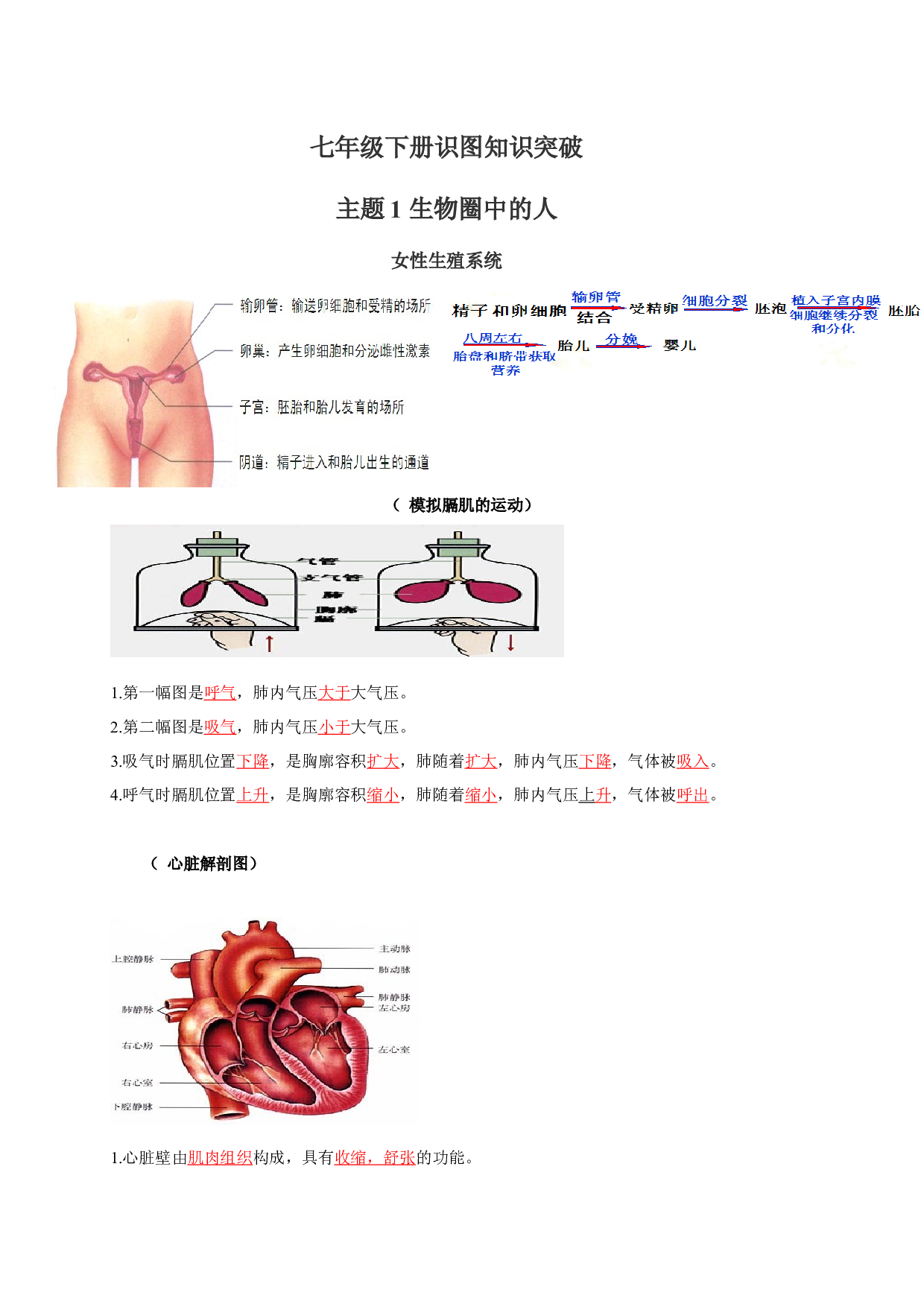 七年级下册识图知识突破-备战2024年中考生物复习重点难点易错点提分法宝.docx 第1页