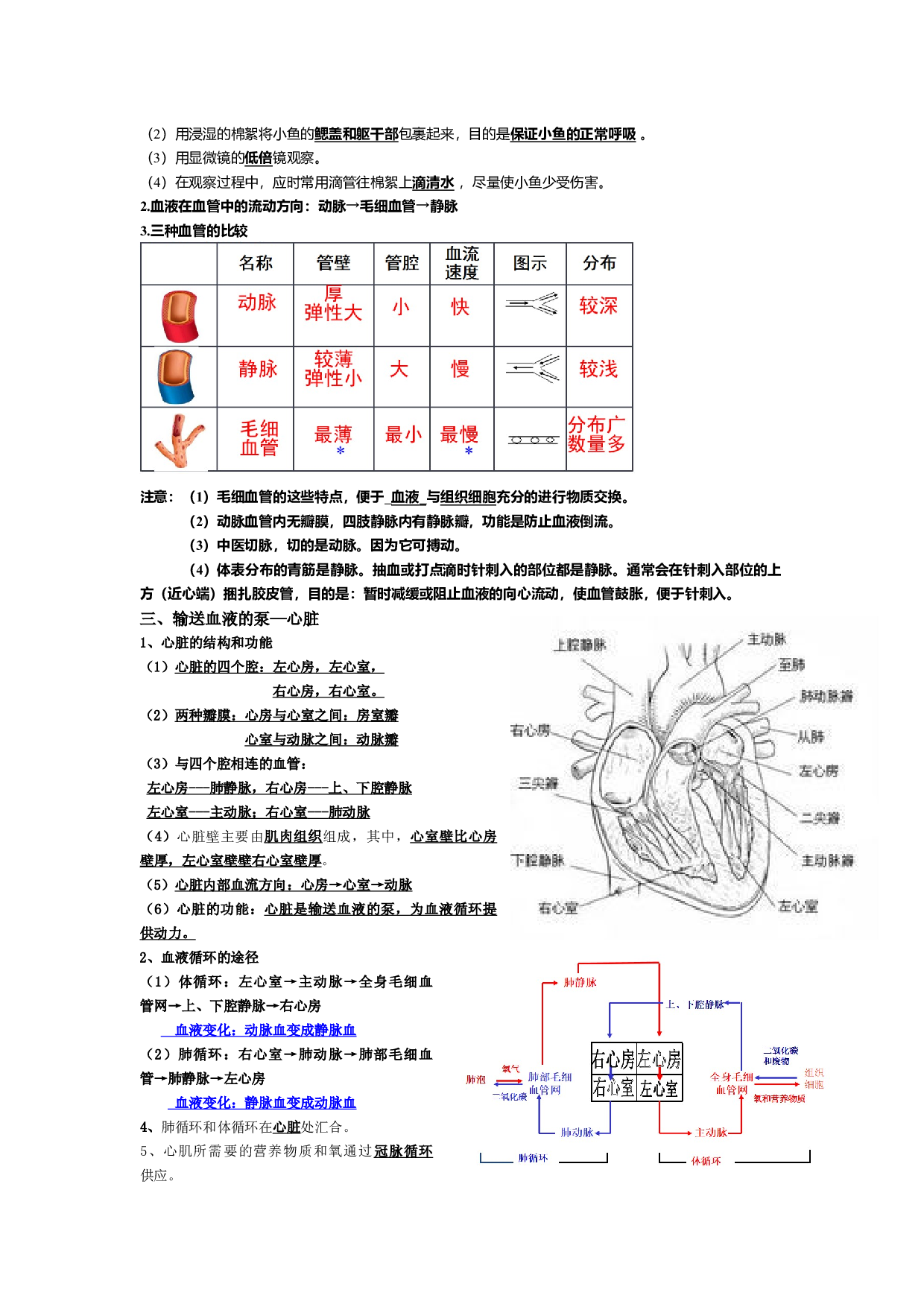 第四章 人体内物质的运输（知识点梳理）-2022-2023学年七年级生物下学期期中期末考点大串讲（人教版）.docx 第2页