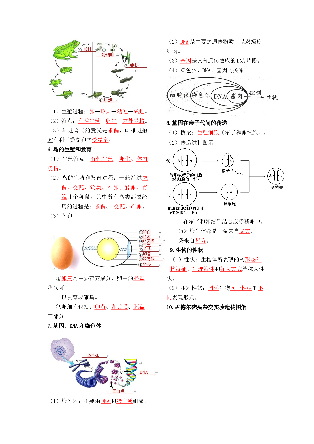 八年级生物下册-【核心记背册】备战2023年中考生物核心考点精华必背.docx 第2页