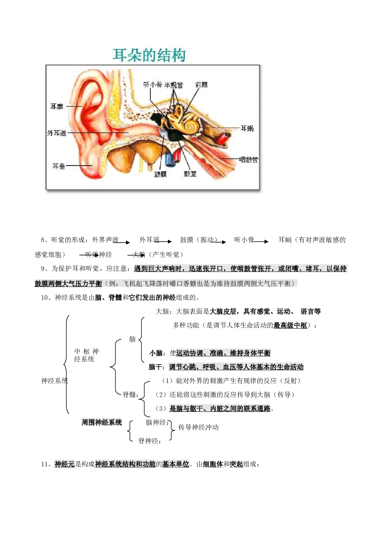 专题06 人体生命活动的调节（知识梳理）-2020-2021学年期七年级下册生物期末考点大串讲（人教版).doc 第2页