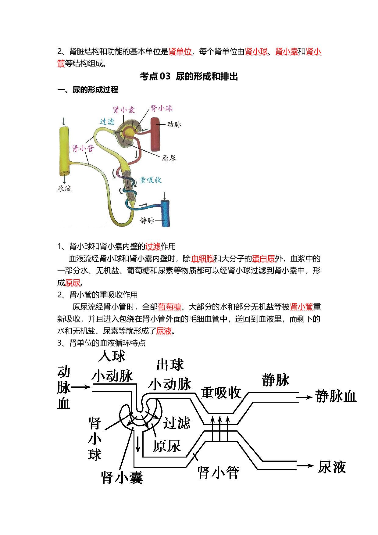 专题13 人体内废物的排出（背记帮）-备战2024年中考生物一轮复习考点帮.docx 第2页