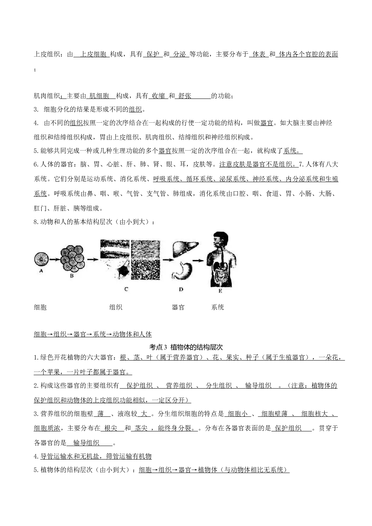 专题03 生物体的结构层次（知识帮）-备战2023年中考生物一轮复习考点帮（全国通用）.docx 第2页