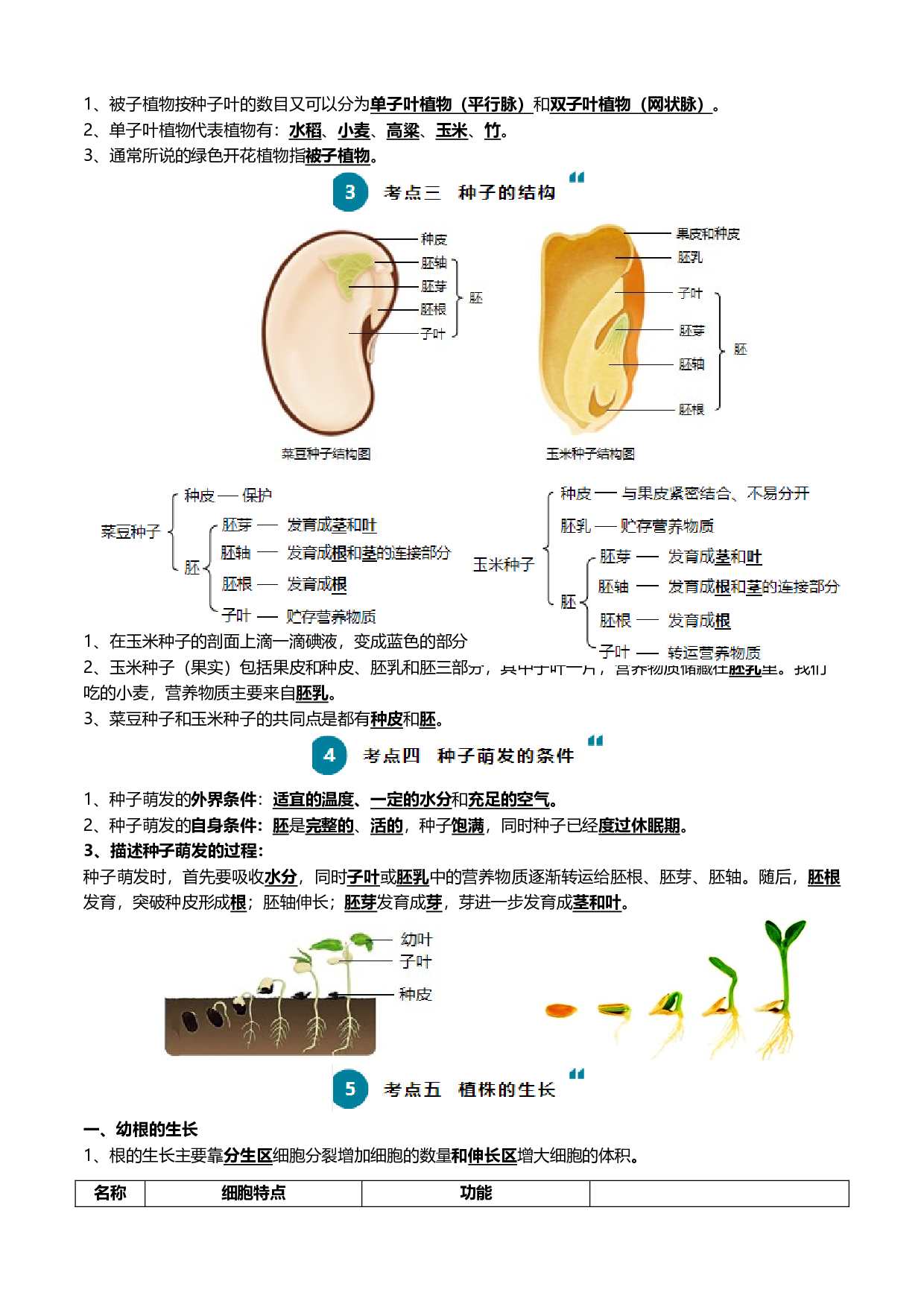 清单03 生物圈中有哪些绿色植物+被子植物的一生（6大考点+6大高频命题点）-2024年中考生物一轮复习知识清单.docx 第2页