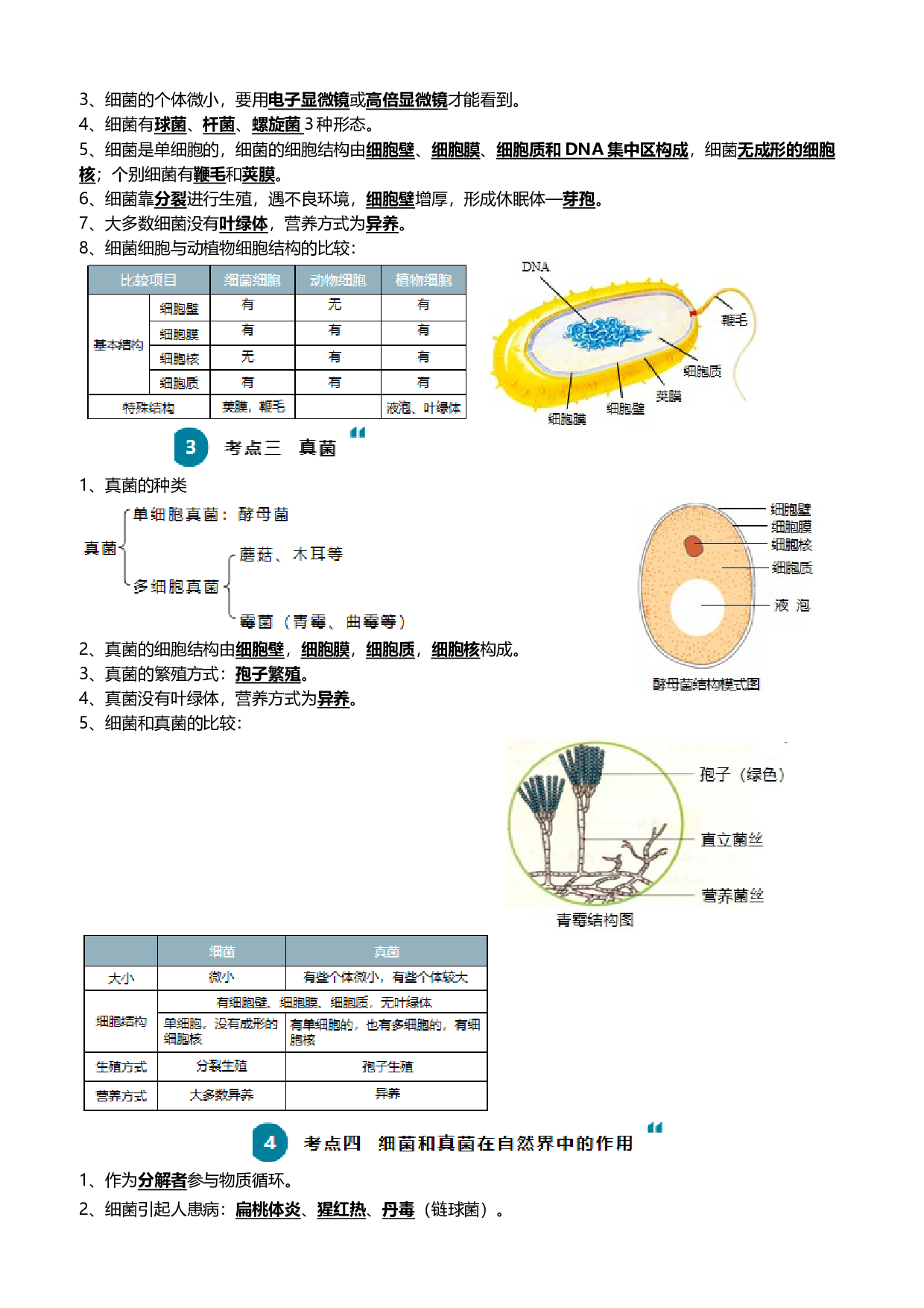 清单10 细菌、真菌和病毒（6大考点+2大高频命题点）-2024年中考生物一轮复习知识清单.docx 第2页
