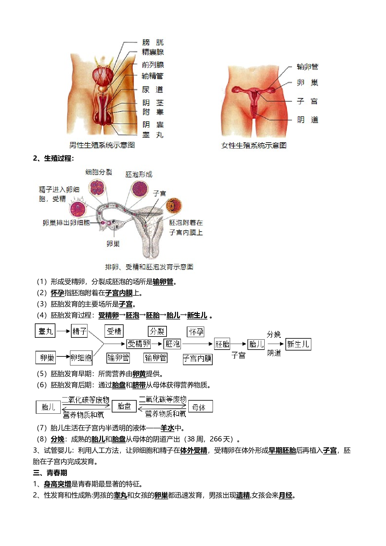 清单12 生物的生殖和发育（包括人的生殖）（5大考点+5大高频命题点）-2024年中考生物一轮复习知识清单.docx 第2页