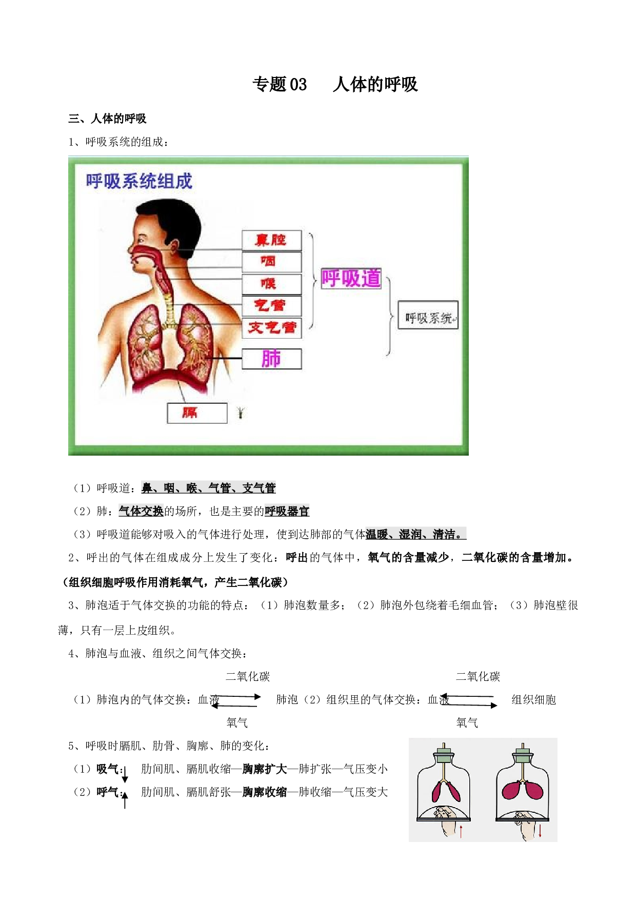 专题03 人体的呼吸（知识梳理）-2020-2021学年期七年级下册生物期末考点大串讲（人教版).doc 第1页