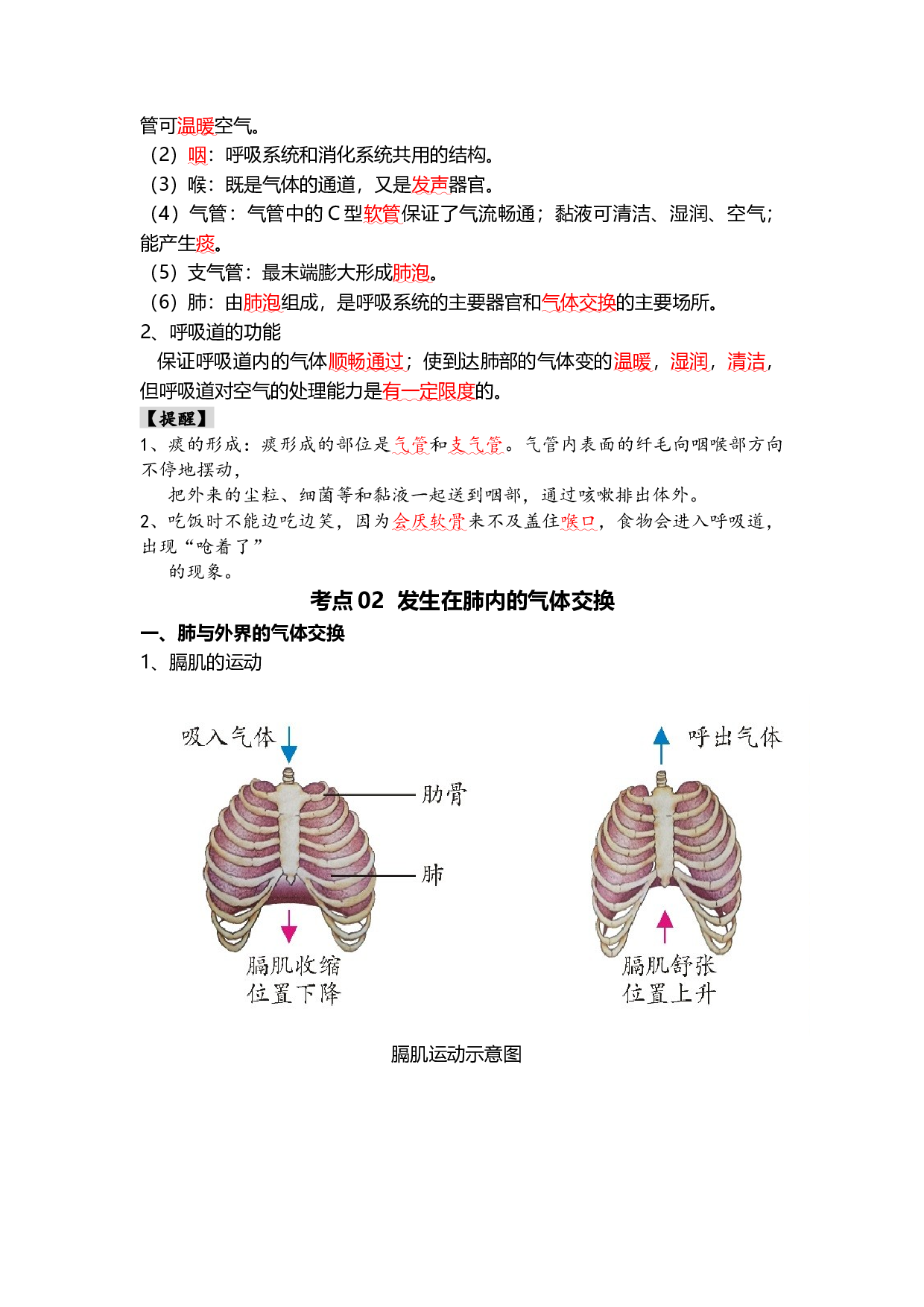 专题11 人体的呼吸（背记帮）-备战2024年中考生物一轮复习考点帮（全国通用）.docx 第2页