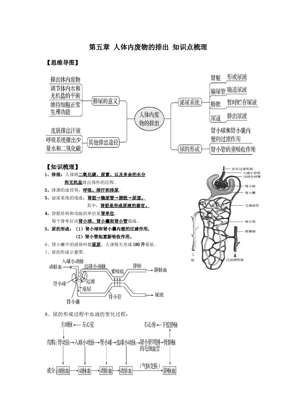 第五章 人体内废物的排出（知识点梳理）-2022-2023学年七年级生物下学期期中期末考点大串讲（人教版）.docx 第1页