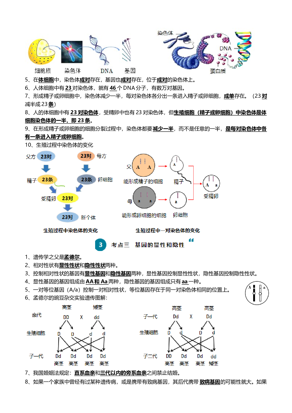 清单13 生物的遗传和变异（5大考点+6大高频命题点）-2024年中考生物一轮复习知识清单.docx 第2页