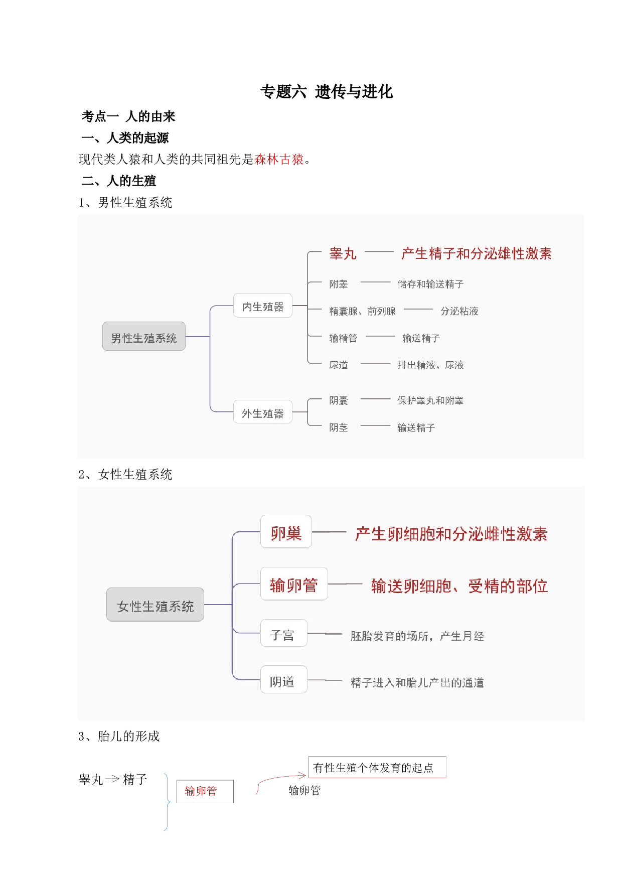 专题六 遗传与进化-【赢战中考&middot;核心背记】备战2023年中考生物重点内容核心背记.docx 第1页