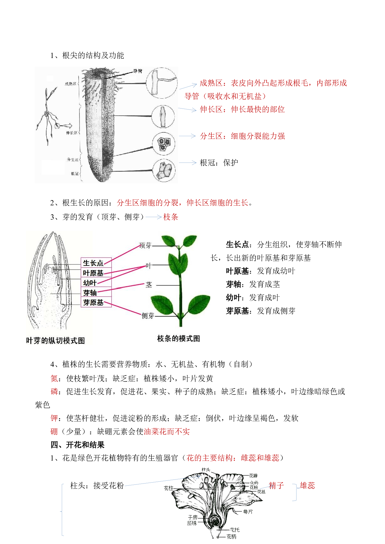专题四 植物的生活-【赢战中考&middot;核心背记】备战2023年中考生物重点内容核心背记.docx 第2页